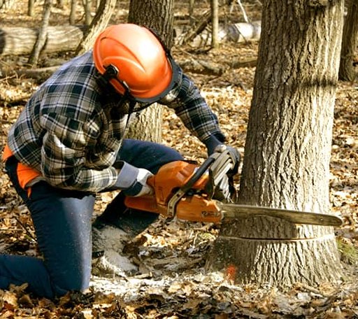 Tree Removal in Wills Point, TX